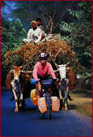 west virginia bike, mountain bike, bicycle, mountain biking, west virginia